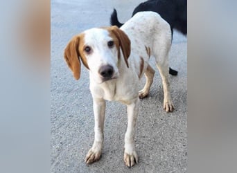 Bracken-Bub Tilly | wahrer Sonnenschein