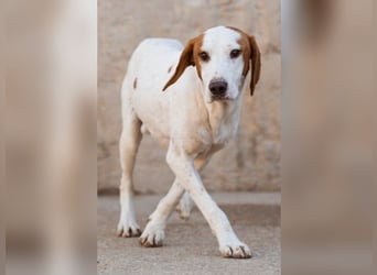 Bracken-Bub ♥Tilly♥ wahrer Sonnenschein