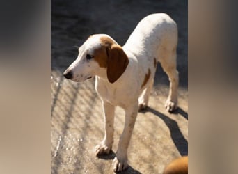 Bracken-Bub ♥Tilly♥ wahrer Sonnenschein