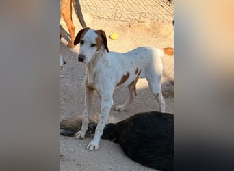 Sonnenschein Tilly - sucht so sehr seine PS/ES