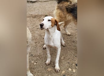 Sonnenschein Tilly - sucht so sehr seine PS/ES