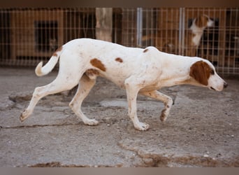 Sonnenschein ♥ Tilly ♥ sucht so sehr eine PS - am liebsten direkt ES