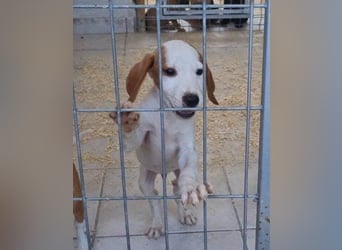 Bracken-Bub ♥Tilly♥ wahrer Sonnenschein