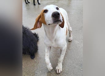 Bracken-Bub Tilly | wahrer Sonnenschein