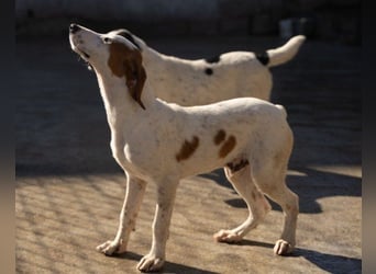 Sonnenschein ♥ Tilly ♥ Bracken-Bub sucht so sehr seine treuen Menschen