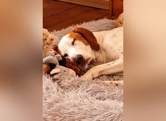 Bracken-Bub ♥ Tilly ♥ wartet bereits in 01640 Coswig ♥