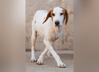 Sonnenschein ♥Tilly♥ so ein super Hundebub sucht so sehr seine PS/ES