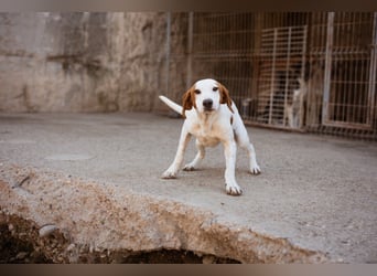 Sonnenschein ♥Tilly♥ so ein super Hundebub sucht so sehr seine PS/ES