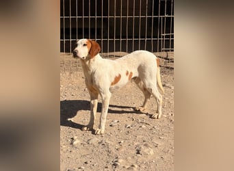 Sonnenschein ♥Tilly♥ so ein super Hundebub sucht so sehr seine PS/ES