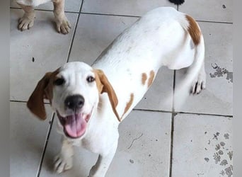 Sonnenschein ♥Tilly♥ so ein super Hundebub sucht so sehr seine PS/ES