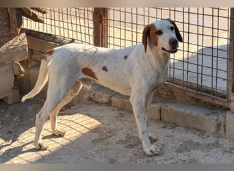 Sonnenschein ♥Tilly♥ so ein super Hundebub sucht so sehr seine PS/ES