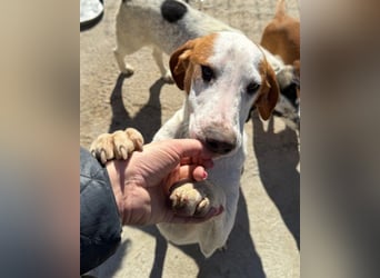 Sonnenschein ♥Tilly♥ so ein super Hundebub sucht so sehr seine PS/ES