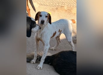 Sonnenschein ♥Tilly♥ so ein super Hundebub sucht so sehr seine PS/ES