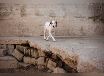 Sonnenschein ♥Tilly♥ so ein super Hundebub sucht so sehr seine PS/ES