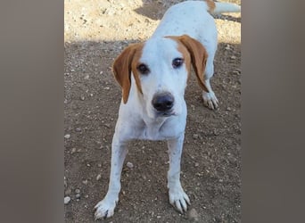 Sonnenschein ♥Tilly♥ so ein super Hundebub sucht so sehr seine PS/ES