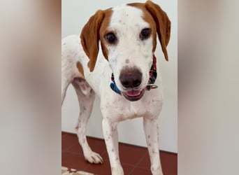 Bracken-Bub ♥ Tilly ♥ wartet bereits in 01640 Coswig ♥
