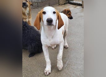 Sonnenschein ♥ Tilly ♥ Bracken-Bub sucht so sehr seine treuen Menschen