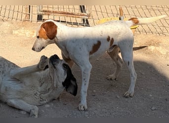 Sonnenschein ♥Tilly♥ so ein super Hundebub sucht so sehr seine PS/ES