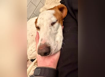 Bracken-Bub ♥ Tilly ♥ wartet bereits in 01640 Coswig ♥