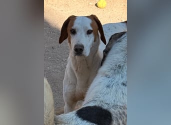 Sonnenschein ♥Tilly♥ so ein super Hundebub sucht so sehr seine PS/ES