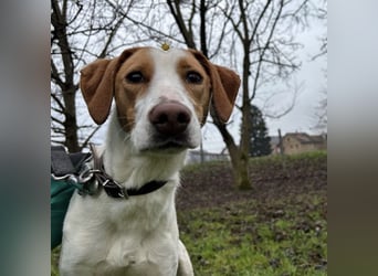 Bee eine sanfte Mimosenblüte