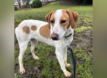 Bee eine sanfte Mimosenblüte