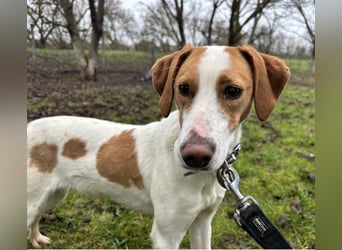 Bee eine sanfte Mimosenblüte