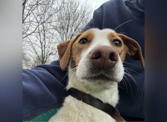 Bee eine sanfte Mimosenblüte