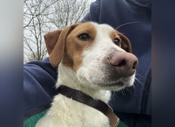 Bee eine sanfte Mimosenblüte