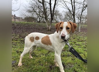 Bee eine sanfte Mimosenblüte