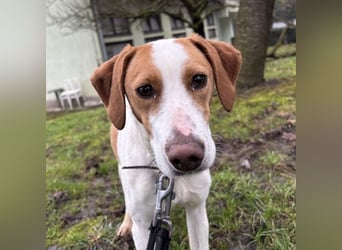 Bee eine sanfte Mimosenblüte