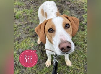 Bee eine sanfte Mimosenblüte