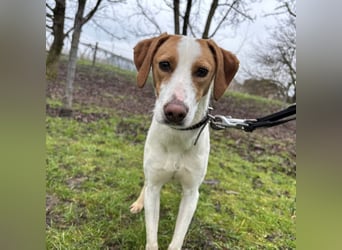 Bee eine sanfte Mimosenblüte