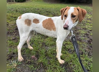 Bee eine sanfte Mimosenblüte