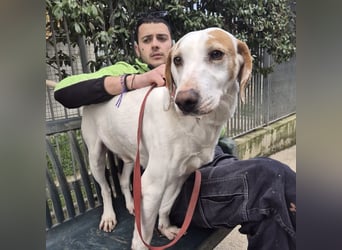 Jason - sanfter, traumhafter Bub