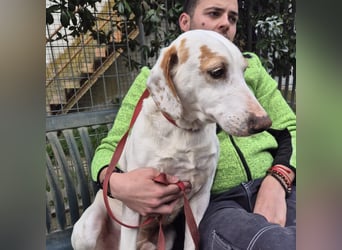 Jason - sanfter, traumhafter Bub