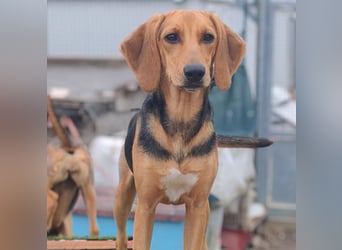 Venus - junge aufgeschlossene Hündin