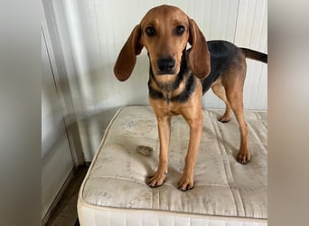 Serena - freundliche unternehmungslustige Hündin