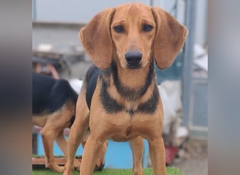 Serena - freundliche unternehmungslustige Hündin