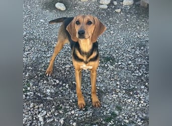 Venus - junge aufgeschlossene Hündin