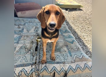 Venus - junge aufgeschlossene Hündin