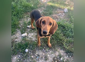 Serena - freundliche unternehmungslustige Hündin