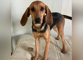 Serena - freundliche unternehmungslustige Hündin