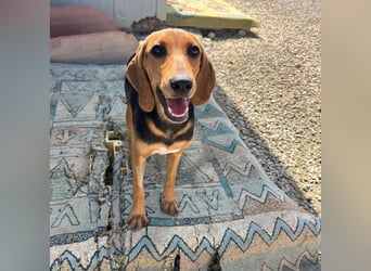 Venus - junge aufgeschlossene Hündin