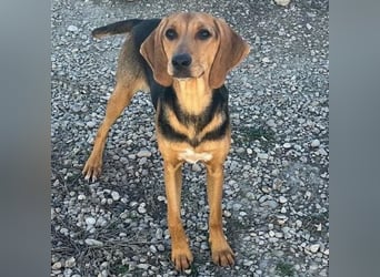 Venus - junge aufgeschlossene Hündin