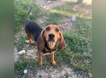 Serena - freundliche unternehmungslustige Hündin