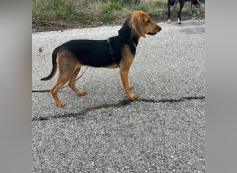 Venus - junge aufgeschlossene Hündin