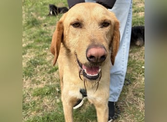 Lillo - ein ruhiger, bescheidener,  freundlicher Bub