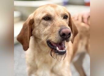 Lillo - ein ruhiger, bescheidener,  freundlicher Bub