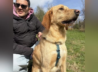 Lillo - ein ruhiger, bescheidener,  freundlicher Bub